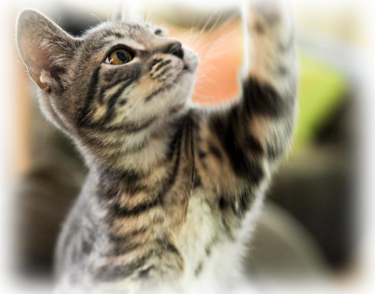 breast cancer fleece